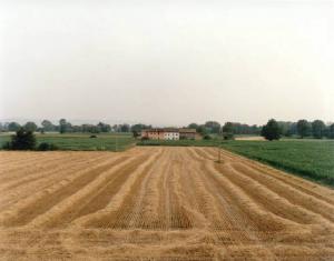 Campo di grano tagliato - campo di granoturco - cascina