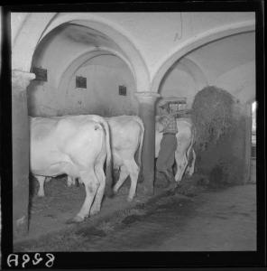 Villa Saviola - Azienda agricola <<Recorlandi>> - Contadino al lavoro - Stalla con vacche da latte - Interno