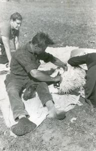 Uomo impegnato nella tosatura di una pecora con donna in secondo piano