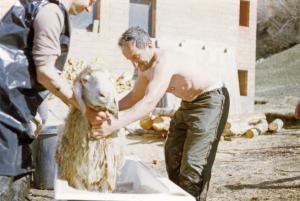 Due uomini lavano una pecora
