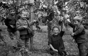 Bambini felici nelle vigne