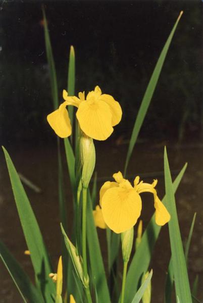 Parco Nord - Fiori di giaggiolo palustre (Iris pseudacorus) - Flora spontanea - Foglie - Documentazione naturalistica