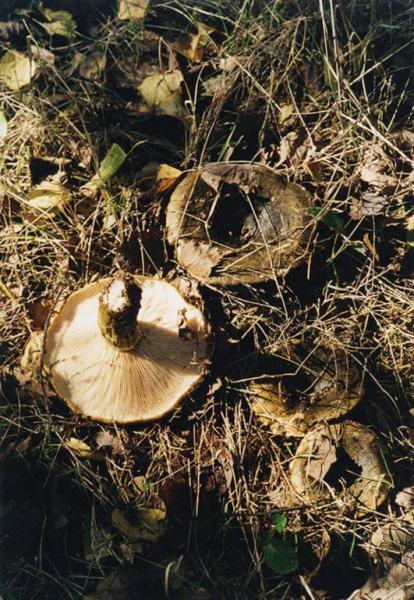 Parco Nord - Funghi - Russola (Russula nigricans) - Erba - Foglie secche - Documentazione naturalistica