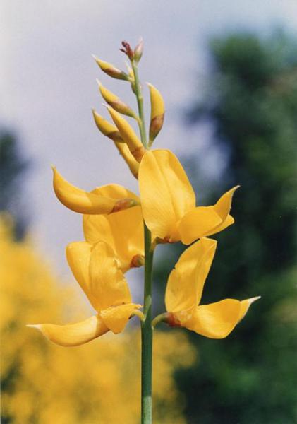 Parco Nord - Fiori di ginestra odorosa (Spartium junceum) - Boccioli - Flora spontanea - Documentazione naturalistica