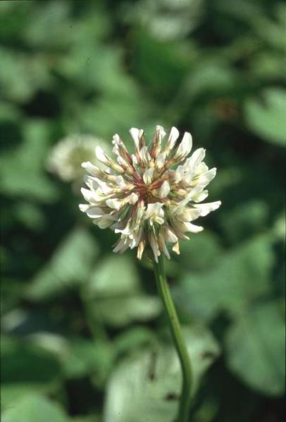 Parco Nord - Fiore di trifoglio bianco (Trifolium repens) - Flora spontanea - Documentazione naturalistica
