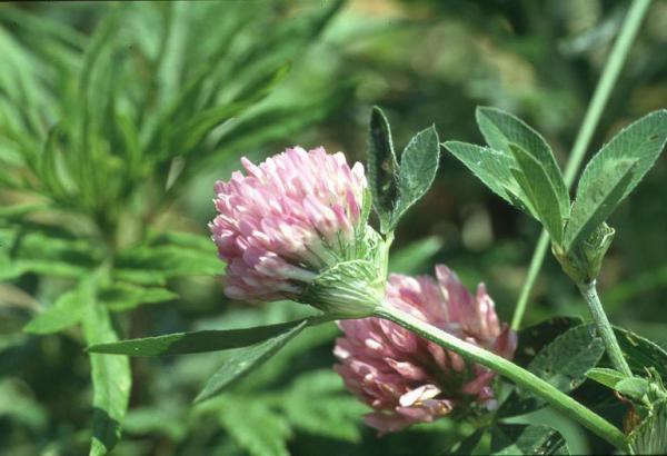 Parco Nord - Fiori di trifoglio comune (Trifolium pratense) - Erba - Foglie - Flora spontanea - Documentazione naturalistica
