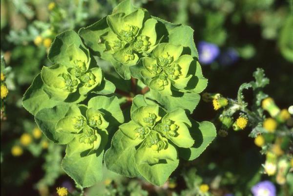 Parco Nord - Fiori di erba calenzuola (Euphorbia helioscopia) - Foglie - Boccioli - Flora spontanea - Documentazione naturalistica
