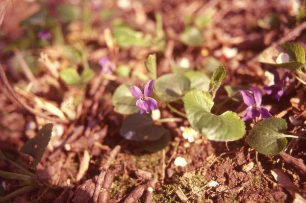 Parco Nord - Fiori di viola mammola (Viola odorata) - Flora spontanea - Documentazione naturalistica
