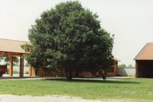 Cinisello Balsamo - Parco Nord, settore Est - Cascina Centro Parco, ala ovest (a sinistra) e ala nord (a destra) - Albero (bagolaro) nel cortile della cascina - Prato
