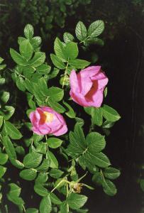 Parco Nord - Fioritura di Rosa rugosa - Arbusto ornamentale - Foglie - Ramo - Documentazione naturalistica