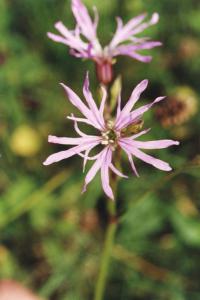 Parco Nord - Fiori di fior di cuculo (Lychinis flos-cuculi) - Flora spontanea - Documentazione naturalistica
