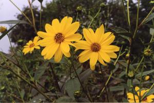Parco Nord - Fiori di topinambur (Helianthus tuberosus) - Flora spontanea - Boccioli - Foglie - Documentazione naturalistica