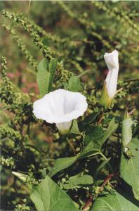 Parco Nord - Fiori di vilucchione (Convolvulus sepium) - Foglie - Flora spontanea - Insetto - Documentazione naturalistica