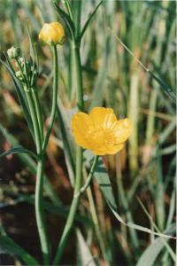 Parco Nord - Fiori di calta di palude (Caltha palustris) - Boccioli - Erba - Flora spontanea - Documentazione naturalistica