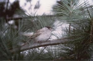 Parco Nord - Esemplare di capinera (Sylvia atricapilla) - Uccello - Albero - Ramo - Avifauna - Fauna selvatica - Documentazione naturalistica