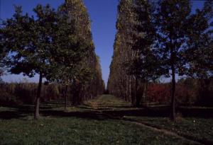 Cinisello Balsamo - Parco Nord, settore Est - Filare di alberi (pioppo cipressino) - Bosco - Percorso ciclopedonale - Prospettiva
