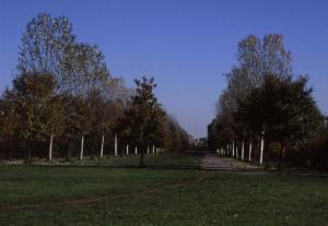 Cinisello Balsamo - Parco Nord, settore Est - Filari di alberi - Percorso ciclopedonale - Autunno - Prospettiva