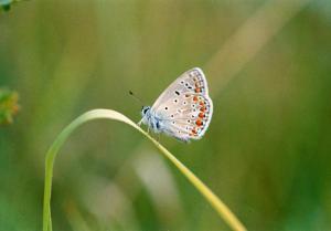 Parco Nord - Esemplare di farfalla icaro azzurro (Polyommatus icarus) - Lepidottero - Insetto - Filo d'erba - Documentazione naturalistica