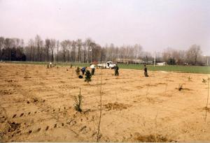 Milano - Parco Nord, settore Niguarda - Area Parco di Bruzzano adiacente al campo bocce Bruzzano - Operai del Servizio Gestione del parco - Lavori di piantumazione di nuovi alberi