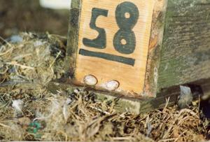 Parco Nord - Nido artificiale - Casetta per uccelli numero cinquantotto - Uova di passera mattugia (Passer montanus)
