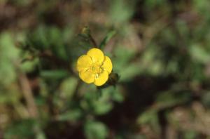 Parco Nord - Fiore di crescione selvatico (Ranunculus repens) - Flora spontanea - Documentazione naturalistica
