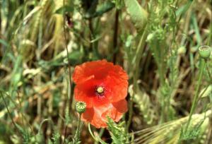 Parco Nord - Fiore di papavero comune (Papaver rhoeas) - Campo - Erba - Spighe - Flora spontanea - Documentazione naturalistica
