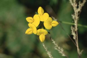 Parco Nord - Fiore di ginestrino (Lotus corniculatus) - Flora spontanea - Documentazione naturalistica
