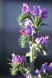 Parco Nord - Fiori di erba viperina (Echium vulgare) - Foglie - Flora spontanea - Documentazione naturalistica
