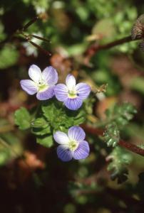 Parco Nord - Fiori di veronica (Veronica agrestis) - Foglie - Flora spontanea - Documentazione naturalistica
