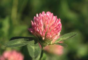 Parco Nord - Fiore di trifoglio comune (Trifolium pratense) - Flora spontanea - Documentazione naturalistica
