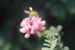 Parco Nord - Fiore di veccia delle selve (Vicia sepium) - Veccia selvatica - Flora spontanea - Documentazione naturalistica
