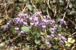 Parco Nord - Fiori di viola mammola (Viola odorata) e primula (Primula vulgaris) - Foglie - Erba - Flora spontanea - Documentazione naturalistica