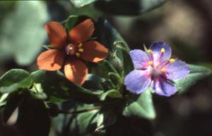 Parco Nord - Fiori di centonchio (Anagallis arvensis) - Foglie - Flora spontanea - Documentazione naturalistica