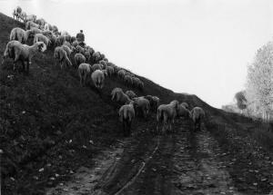 Gente del Po. San Benedetto Po, nei dintorni di - Campagna - Pastore con pecore