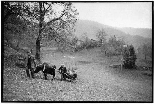 Bassa Valle Stura, Tetto Ciapin di Roccasparvera - Collina - Contadini - Giuseppe e Pietro Goletto - Trasporto con mucca e carro