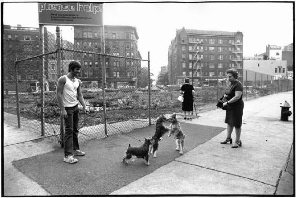 Stati Uniti d'America, New York - Strada - Case - Giardino recintato - Cani al guinzaglio con padroni