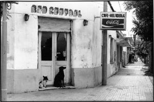 Emigrati piemontesi. Argentina, Las Varillas - Strada - Insegna del bar - Cani