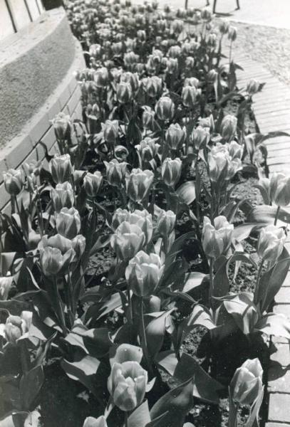 Fiera di Milano - Campionaria 1941 - Aiuola con fiori