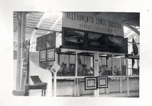 Fiera di Milano - Campionaria 1929 - Mostre della zootecnica - Esposizione avicola