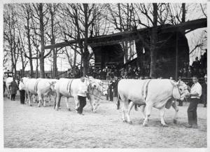 Fiera di Milano - Campionaria 1929 - Mostre della zootecnica - Esposizione dei bovini