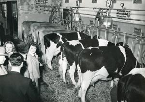 Fiera di Milano - Campionaria 1950 - Casa del latte - Stalla modello