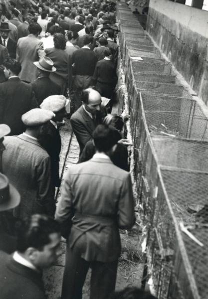 Fiera di Milano - Campionaria 1948 - Mostre zootecniche - Esposizione avicola