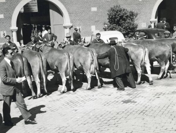 Fiera di Milano - Campionaria 1948 - Mostre zootecniche - Esposizione dei bovini