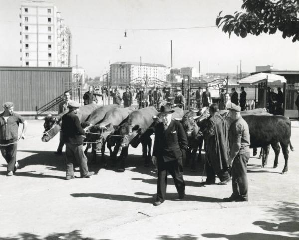 Fiera di Milano - Campionaria 1948 - Mostre zootecniche - Esposizione dei bovini