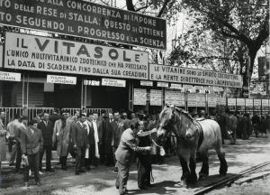 Fiera di Milano - Campionaria 1954 - Mostre zootecniche - Esposizione equina