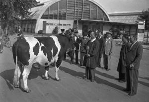 Fiera di Milano - Campionaria 1947 - Manifestazione zootecnica