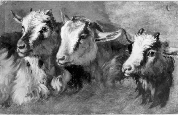 Studio di tre teste di capre