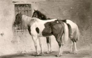 Cavalli legati ad una inferriata
