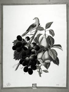 Natura morta con uva, pere ed uccello
