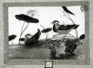 Uccelli